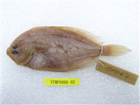 藏品(五眼斑鮃)的圖片